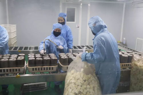 加大研發(fā)力度，發(fā)展優(yōu)質(zhì)食用菌產(chǎn)品，促進(jìn)菌種進(jìn)出口繁榮